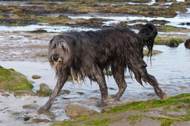 Sussex beach dog walking